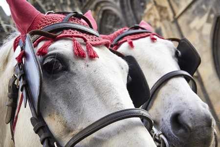 horse head twins cab harness closeupの写真素材