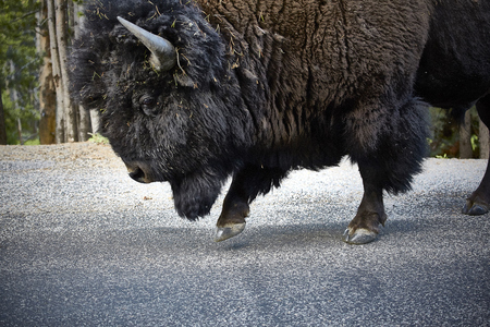 big buffalo ethnic dangerous male bison closeupの写真素材
