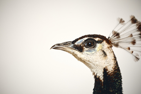 bird head proud peafowl peacock macroの写真素材