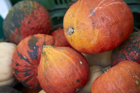 pumpkin harvest healthy orange marketの写真素材