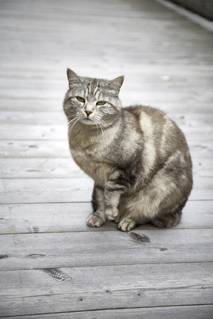 cat portrait cute sweet kittyの写真素材