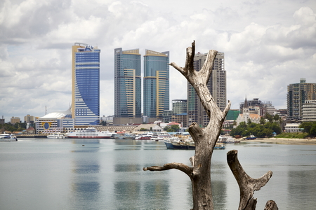 town panorama old dead tree skyscraper