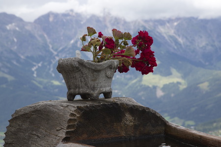 red flowers blossom beautiful natureの写真素材