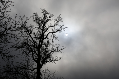 tree branches dark cloudy skyの写真素材