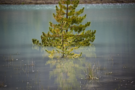 tree water lake blue mirroring reflectionの写真素材