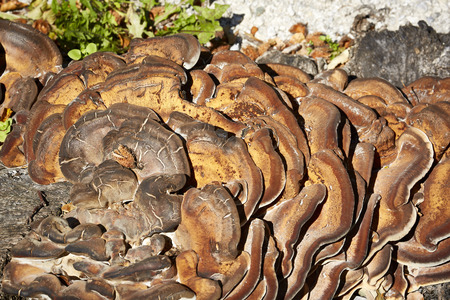 mushroom texture brown pattern closeup