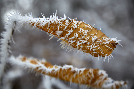 frozen leaves winter macro hoarfrost white frostの写真素材