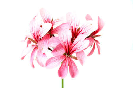 Geraniumの写真素材