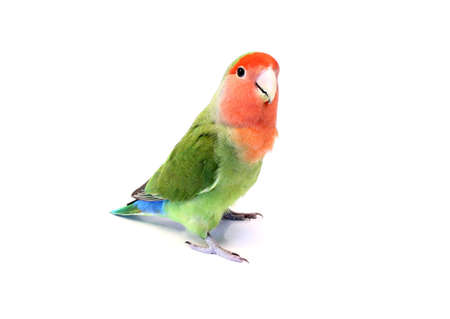 Lovebirdの写真素材