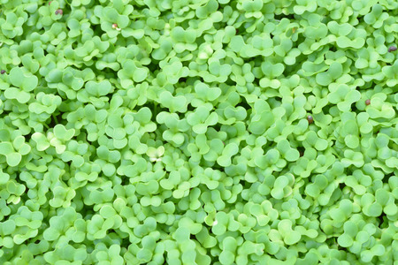 Seedling