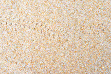 Hermit crab footprints on the sandの写真素材