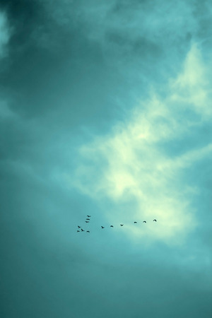 Lucky no. birds flying in sky, vintage.の写真素材