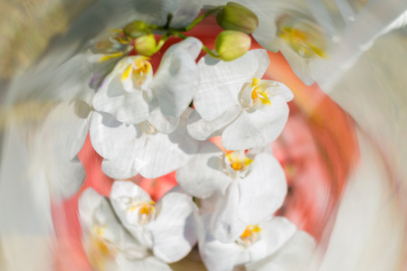 Close up of decoration white orchids in clear glass jars.の写真素材