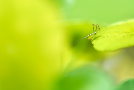 Close up Grasshopper perching on a leaf, bright green background.