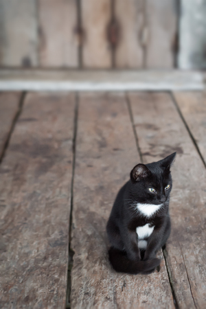 Black and white colours cat sitting in front of house, wood floor and background.の写真素材