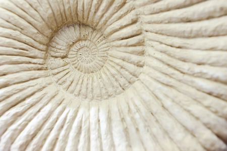 Volute texture background, shallow depth of field.の写真素材