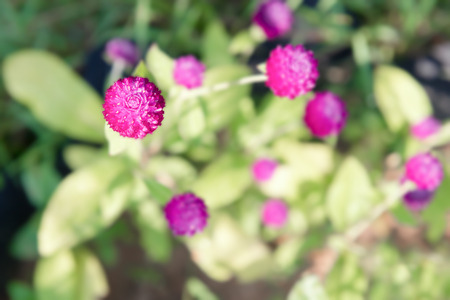 Purple amaranth flowers, purple Gomphrena in the garden. Top view.の写真素材