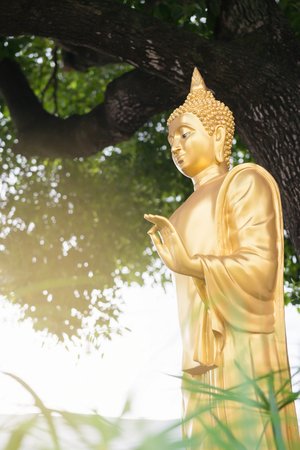 Golden buddha statue, standing postures under big tree.の写真素材