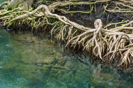 The roots of the mangrove trees, close up.の写真素材