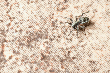 wet spider crawling on the floor, copy space.の写真素材