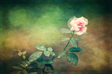 Close up pink rose on vintage paper texture theme. Copy space.の写真素材