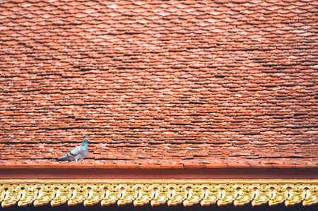 A pigeon stay on beautiful temple roof tile