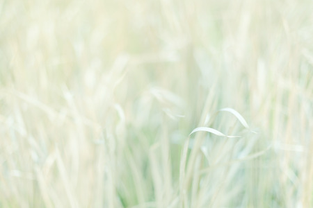 Selective soft focus meadow on sweet vintage colour filter. Abstract background.の写真素材