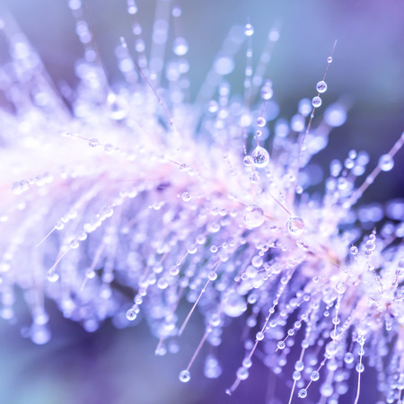 Close-up water drops on grass flowers in nature.の写真素材