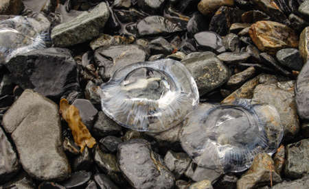 Beached Jellyfish