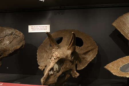 EDITORIAL, 12 July 2017, Bozeman Montana, Museum of the Rockies, Triceratops Fossil Exhibitのeditorial素材
