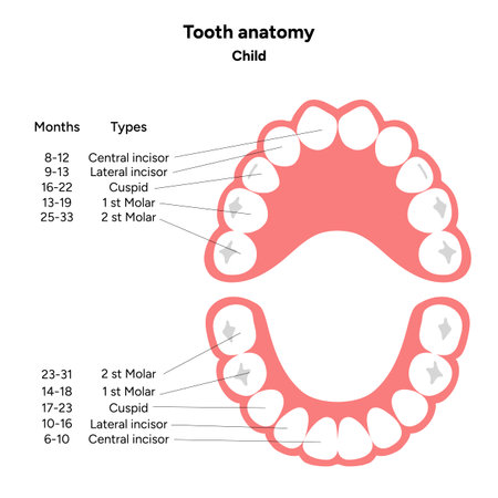 Hand-drawn dental infographic. Types of Teeth Children. Incisors, canines, and molars. Educational...
