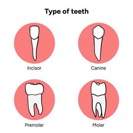 Cute hand-drawn illustration of shiny clean teeth. Childrenâs dental hygiene posters, educational materials, toothpaste packaging, stickers, and dental clinic designsのイラスト素材