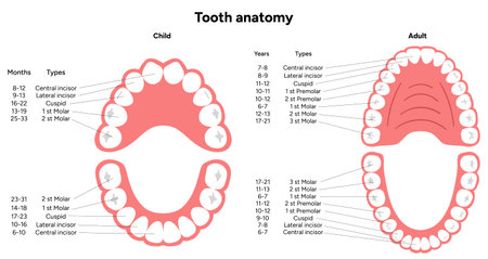 Hand-drawn dental infographic. Types of Teeth Adults and Children. Incisors, canines, premolars, and...