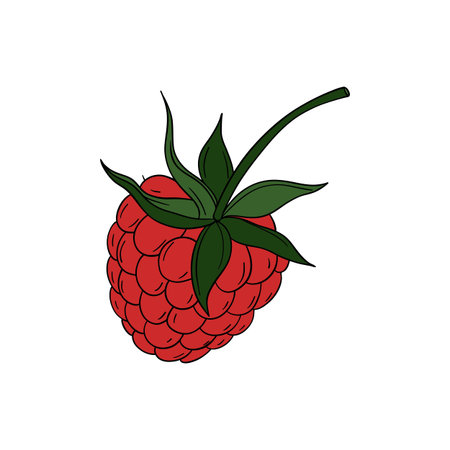 Raspberry icon. Fruit healthy organic and nature theme. Isolated design. Vector illustration