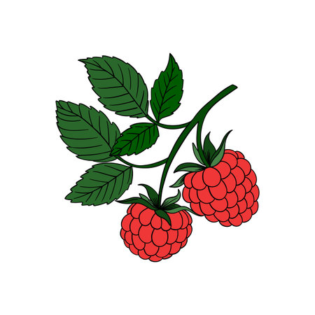 Raspberry fruit icon. Healthy organic food and nature theme. Isolated design. Vector illustrationのイラスト素材