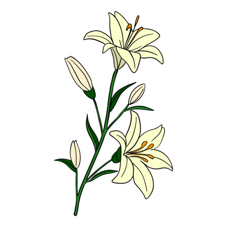 Muslim woman meditating. Vector illustration of a Muslim woman in prayer position.のイラスト素材