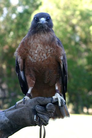 The Red Tailed Hawk is a medium sized bird. You can find it from Alaska down to Panama.