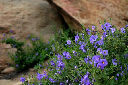 Wildflowers in the Santa Susana Mountainsの写真素材