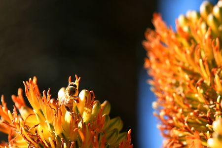 A bee in front of some beautiful orange flowers の写真素材