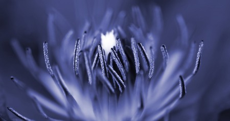 Macro shot of the inside of a purple flower.