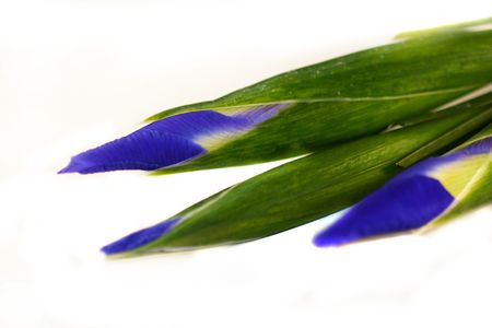 Blue and green Iris isolated on white background.の写真素材