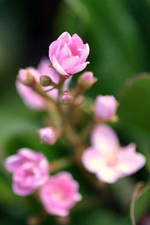 Little tiny pink flower on a natural green background.の写真素材