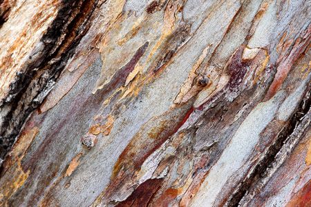 close up texture shot of eucalyptus tree bark for texturesの写真素材