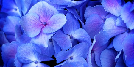 close up of a group blue and pink hydrangeaの写真素材