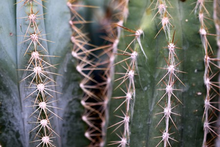 close up of green cactus with prickly spikes