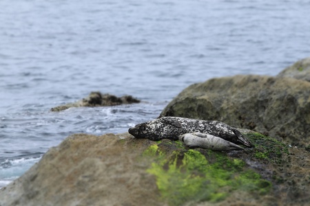 Two gray seals mother and child in California.の写真素材