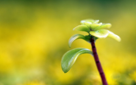 macro close up of yellow sedum with a shallow dofの写真素材