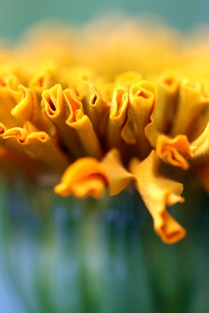close up macro of a taishan orange marigoldの写真素材