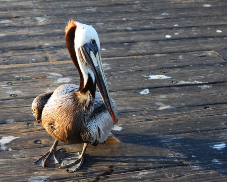 Pelican standing on a wooden pier.の写真素材
