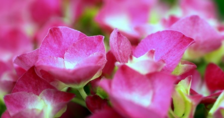 close up of a group pink and white hydrangea